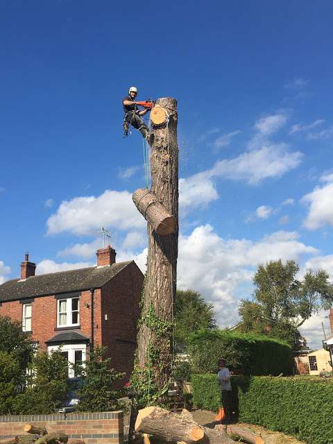 Huw forestry tree surgery photo
